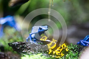 Poison dart frog or Poison Arrow Frogs is the common name of a g