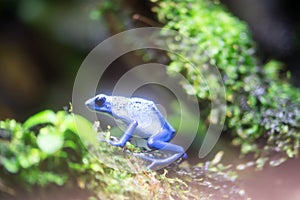 Poison dart frog or Poison Arrow Frogs is the common name of a g