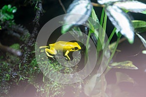 Poison dart frog or Poison Arrow Frogs is the common name of a g