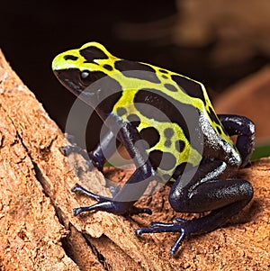 Poison dart frog poisonous animal photo