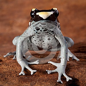 Poison dart frog poisonous animal