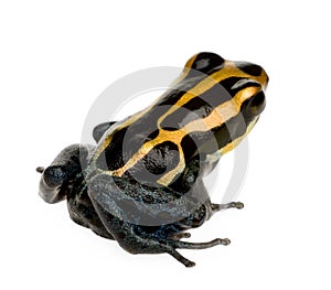 Poison Dart Frog - ranitomeya amazonica or Dendrob