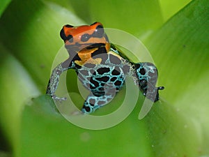 Poison dart frog Ranitomeya amazonica Iquitos on bromelia