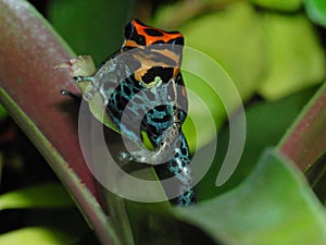 Poison dart frog Ranitomeya amazonica Iquitos on bromelia photo