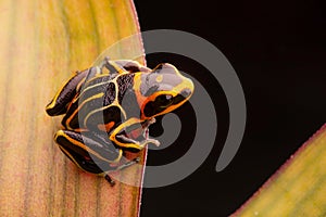 Poison dart frog, Ranitomeya fantastica striped morph