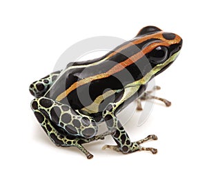 Poison dart frog, Ranitomeya uakarii