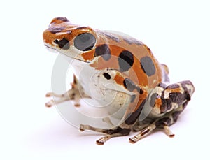 Poison dart frog from Red Frog Beach photo