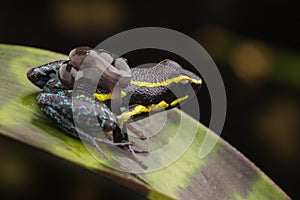 Poison dart frog tadpoles