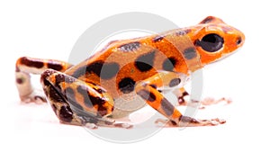 Poison dart frog,. Tropical poisonous orange rain forest animal, Oophaga pumilio photo