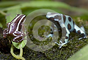 Poison dart frogs 1