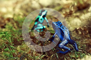Poison Dart Frogs photo
