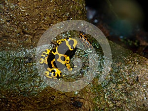 Poison Dart Frogs photo