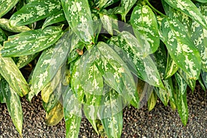 Poison dart plant or Aglaonema Commutatum plant in Saint Gallen in Switzerland