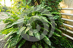 Poison dart plant or Aglaonema Commutatum plant in Saint Gallen in Switzerland