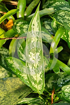 Poison dart plant or Aglaonema Commutatum plant in Saint Gallen in Switzerland