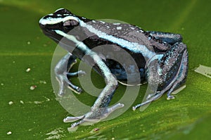 Poison frog