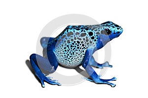 Poison frog