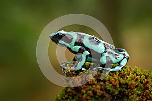 Poison frog from Amazon tropic forest, Costa Rica . Green Black Poison Dart Frog, Dendrobates auratus, in nature habitat.