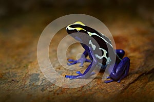 Poison frog, blue frog in tropic nature. Blue and yellow Amazon Dyeing Poison Frog, Dendrobates tinctorius, wildlife habitat. Wild photo