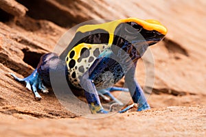 Poison frog Dendrobates tinctorius photo