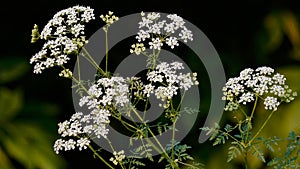 Poison Hemlock