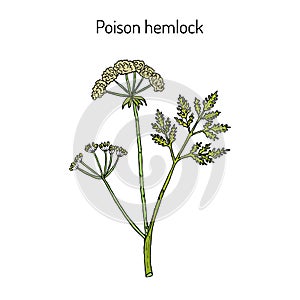 Poison hemlock Conium maculatum , medicinal plant