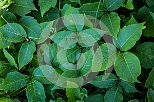 Poison ivy photo