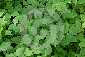 Poison ivy (disambiguation) photo