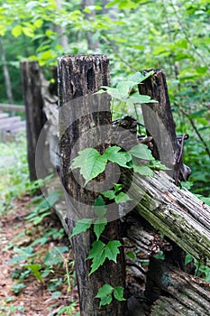 Poison Ivy growing up a split rail fence posting