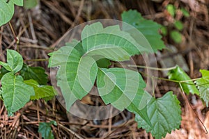 Poison ivy leaves closeup view