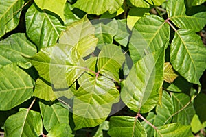 Poison ivy, leaves of three.