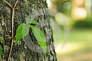 Poison Ivy Leaves of Three on Tree Trunk