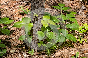 Poison ivy new growth closeup