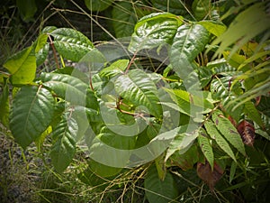 Poison ivy plant