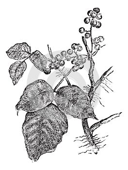 Poison ivy Rhus Toxicodendron, vintage engraving photo