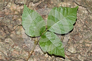 Poison Ivy Toxicodendron radicans photo