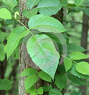 Poison Ivy, Toxicodendron radicans photo
