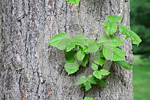 Poison Ivy Vine