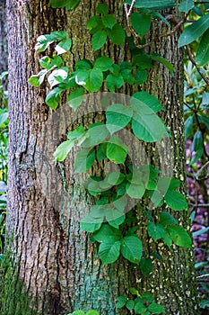 Poison ivy Vine - Toxicodendron radicans