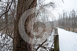 Poison ivy vine on tree trunk with wooden bridge, path, or trail with snow and trees