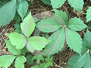 Poison Ivy or Virginia Creeper?