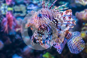 Poison Lion Fish against Blurred Background