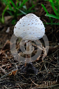Poison Mushroom - Chlorophyllum molybdites