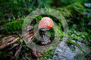 Poison mushroom in the forest