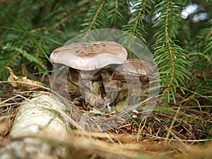Poison mushroom forest