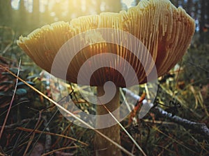 Poison mushroom in the woods with sunshine.