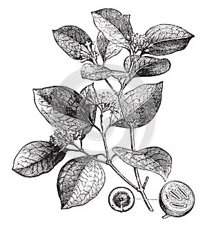 Poison nut, vintage engraving