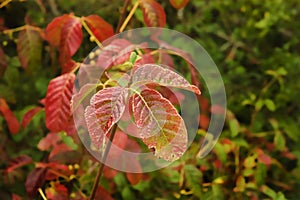 Poison Oak photo