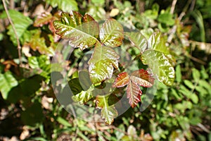 Poison Oak Leaves Close Up For Plant Identification High Quality