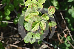 Poison Oak Leaves In Northern California High Quality photo